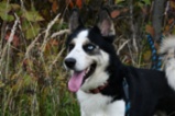 Sibiřský hasky