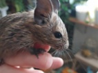 Osmák degu