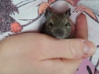 Osmák degu