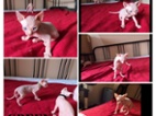 Kočička kanadský Sphynx bez PP
