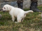 Labrador retriever
