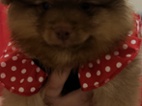 Pomerian/spic