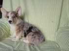 Welsh Corgi-pejsek