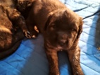 Leonberger