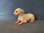 Whippet /Vipet/ - štěňata bez pp