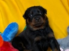 Beauceron štěňátka s PP