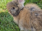 Angora, angorský králík
