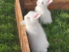 Angora, angorský králík