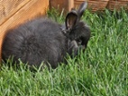 Angora, angorský králík