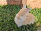 Angora, angorský králík