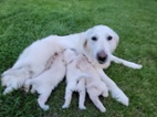 Zlatý retriever štěně