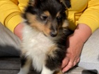 Šeltie - Sheltie s PP