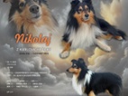 Šeltie - Sheltie s PP