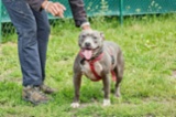 Americký pitbulteriér