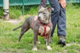 Americký pitbulteriér