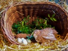 Celadon křepelka - Vejce do líhně