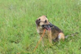 Pes z útulku