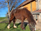 Irský cob hřebeček