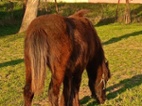 Irský cob hřebeček