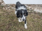 Border kolie