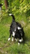 Border kolie