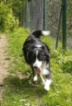Border kolie