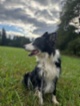 Border kolie