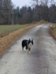 Border kolie
