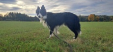 Border kolie