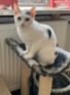 Kočka domácí