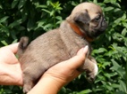Mops - Štěňátka