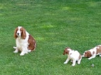Welsspringspaniel