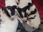 Jack Russell teriér s Parson terierem