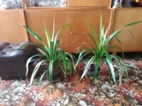 Pandanus, dekorativní rostlina