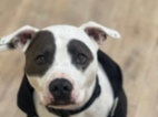 Americký pitbulteriér