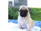 Mops štěňata s průkazem původu