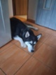 Sibiřský hasky