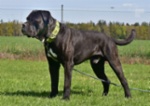 Italský corso pes (Cane Corso)