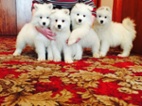 Samojed s FCI/PP – šteňátka