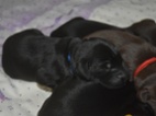 FLAT COATED RETRIEVER