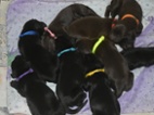 FLAT COATED RETRIEVER