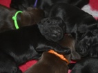 FLAT COATED RETRIEVER