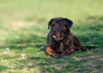 Italský corso pes (Cane Corso)