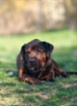 Italský corso pes (Cane Corso)