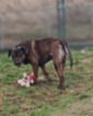 Italský corso pes (Cane Corso)