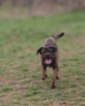 Italský corso pes (Cane Corso)