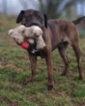 Italský corso pes (Cane Corso)