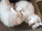 Ragdoll kočičky