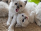 Ragdoll kočičky