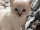 Ragdoll kočičky